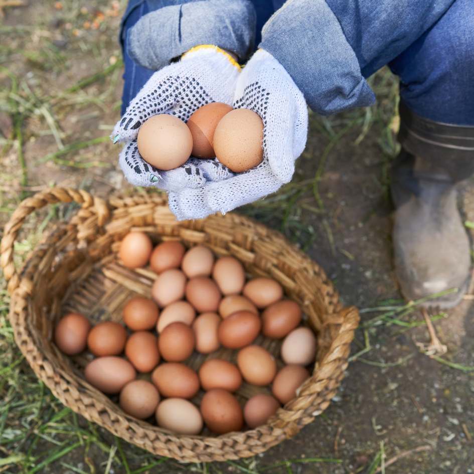 Farm-Fresh Eggs