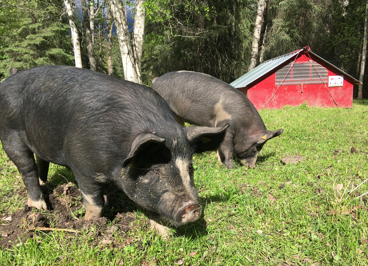 Pastured Heritage Breed Pork – Grazing Patch Farm